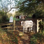 Cattle on North Road