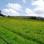 Bathwick Meadows in spring