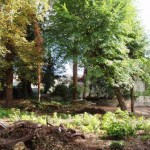 Pulteney Road trees